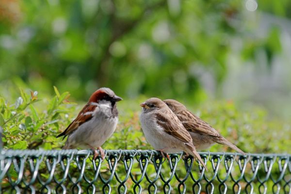 Bird Control Service