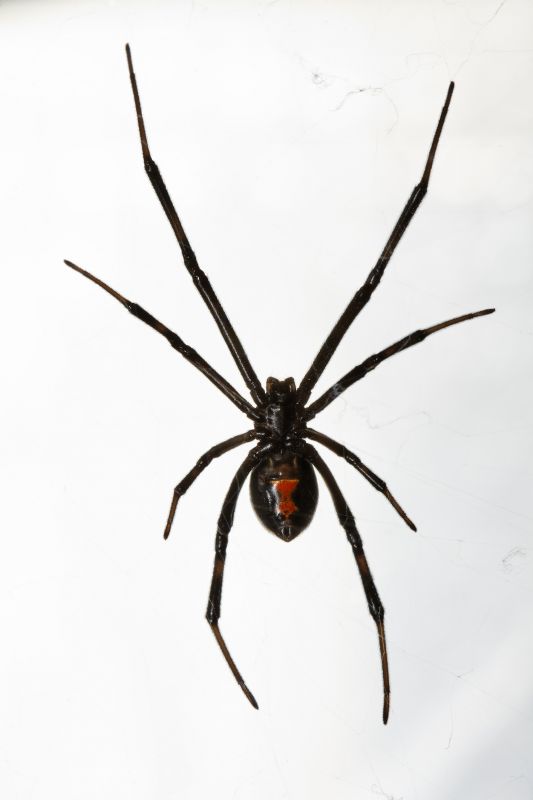 Black Widow Extermination in New Braunfels, TX