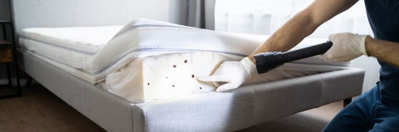 Carpet Beetle Extermination in Arlington, TX
