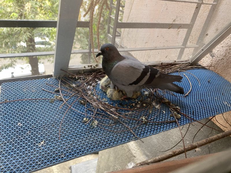 Bird Nest Removal Cost — Cost of Bird Nest Removal