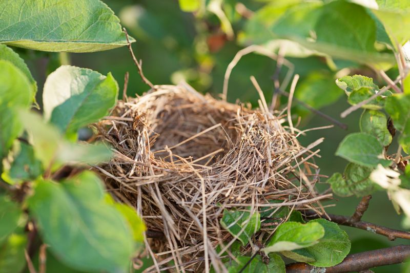 Bird Nest Removal Cost — Cost of Bird Nest Removal