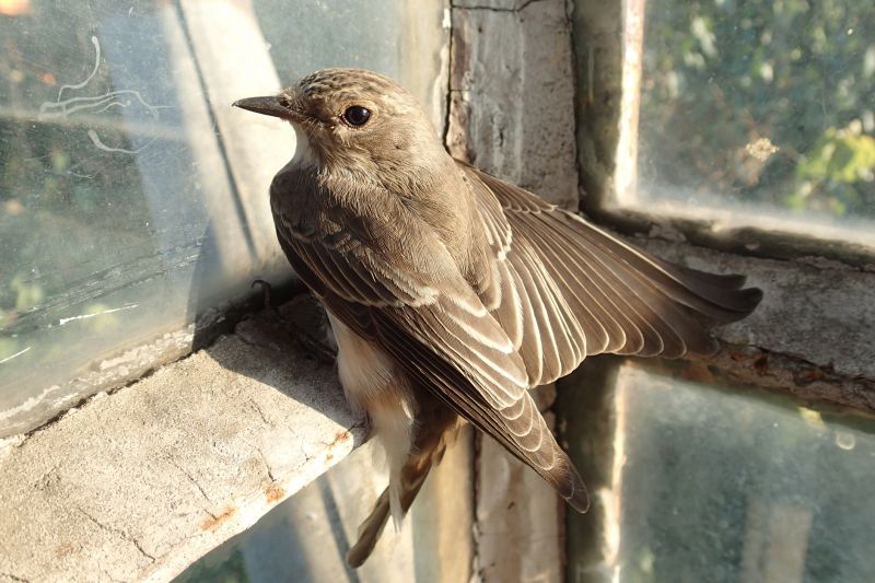 Bird Nest Removal Cost — Cost of Bird Nest Removal