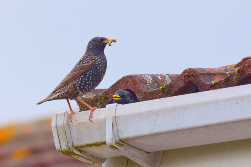 Bird Nest Removal Cost — Cost of Bird Nest Removal