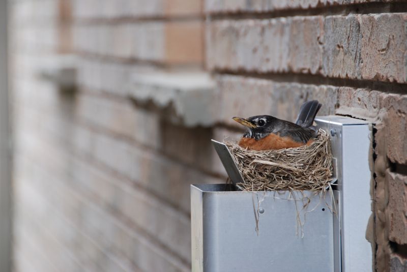 Bird Nest Removal Cost — Cost of Bird Nest Removal
