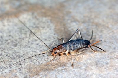Cricket Prevention in Fort Worth, TX