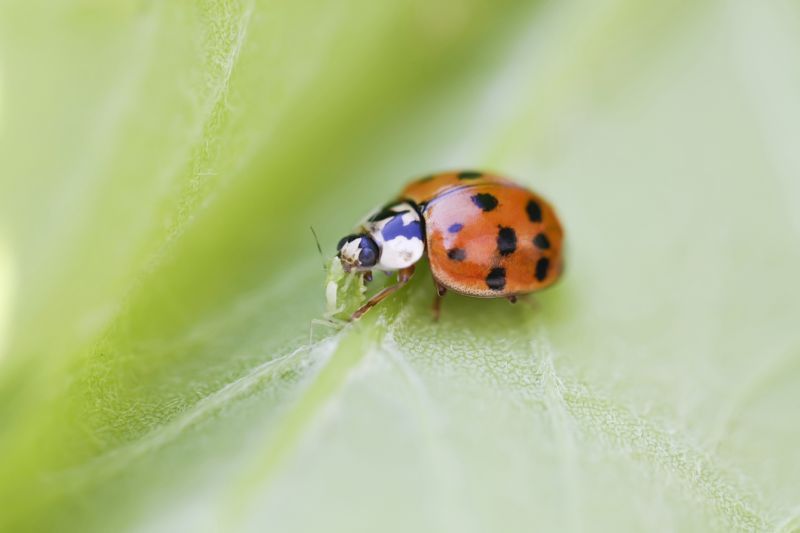 Ladybug Removal in Katy, TX