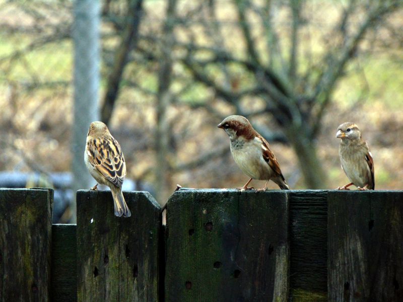 Products For Bird Nest Removals in use