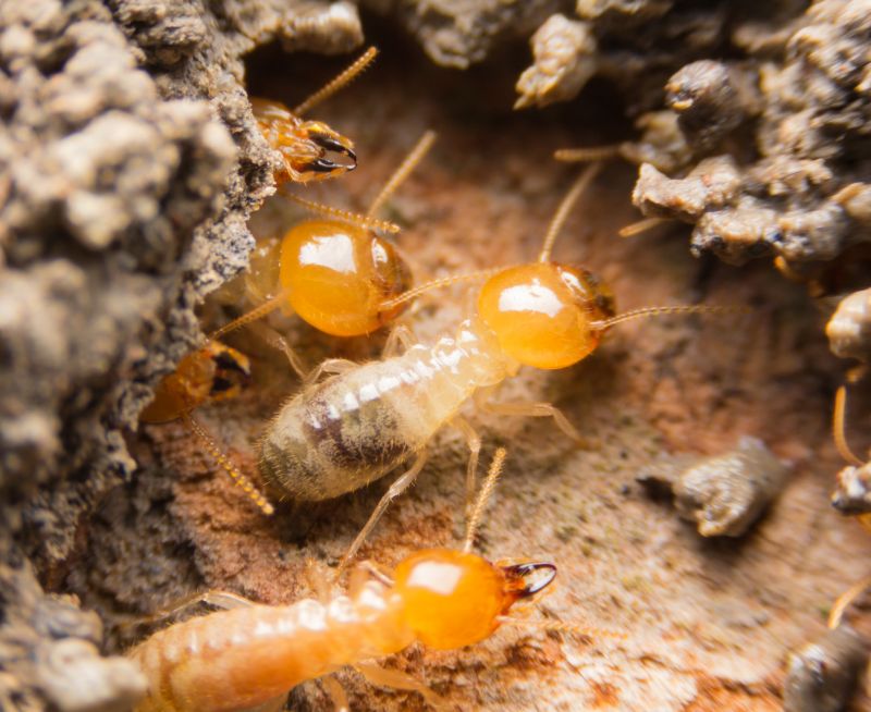 Termite Inspection Service in Frisco, TX