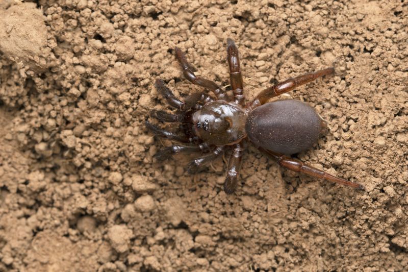 Trapdoor Spider Extermination in Denton, TX