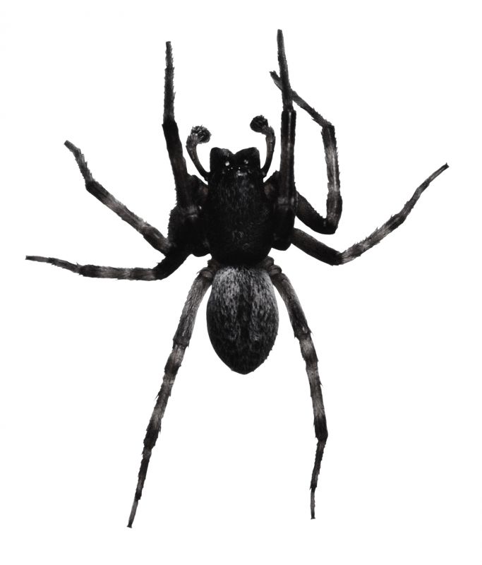 Trapdoor Spider Removal in Katy, TX