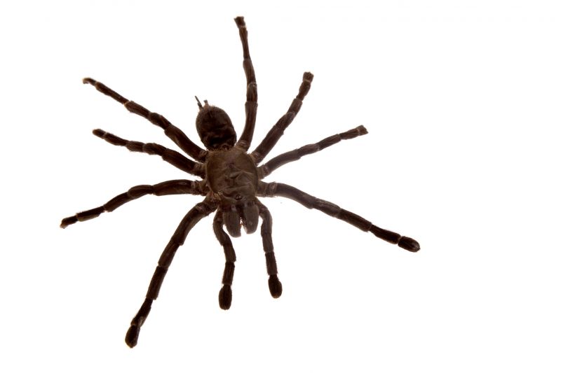 Wolf Spider Removal in New Braunfels, TX